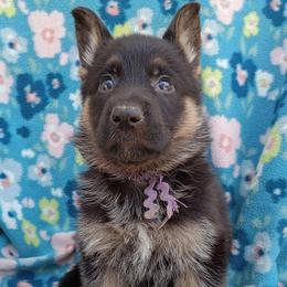Purple Girl - Black and tan female German Shepherd puppy in La Pine, Oregon from Granville/Diamond Peak German Shepherds