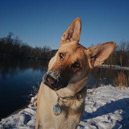 Eva - German Shepherd