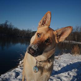 Eva - German Shepherd