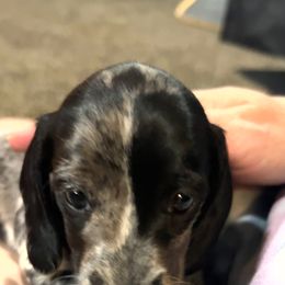 Dachshund Puppies from 307 doxies