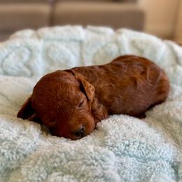 Blue - Red  male Goldendoodle puppy in Eagle Mountain, Utah from Meadow Ranch Pups