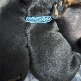 Boy 1 - Manchester Terrier puppy in Washington from Spirit Kennels