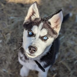 Siberian Huskies from SunnySide Siberians