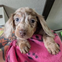 Dachshund Puppies from Wilson's Kennels