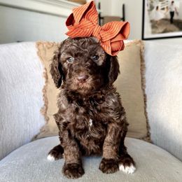 Maple - Chocolate female Labradoodle puppy in Newark, Ohio from Raising Doodles