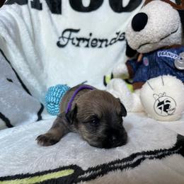 Kiki - Salt and pepper female Miniature Schnauzer puppy in San Diego, California from KMS-Miniature Schnauzers