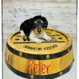 Peter - Piebald male Dachshund puppy in Cincinnati, Ohio from Caines Dachshund Farm