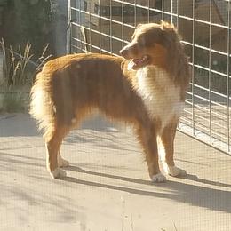 Jax - Australian Shepherd