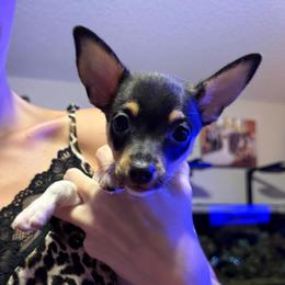 Misty Pup A - White black and tan male Toy Fox Terrier puppy in Clermont, Florida from Debbie Hiles's Toy Fox Terriers