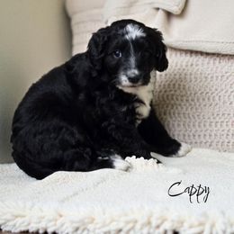 Cappuccino (Cappy) - Black and white male Aussiedoodle puppy in Lebanon, Oregon from Abbott Family Farm