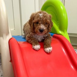 Taco - Red male Cockapoo puppy in Beresford, South Dakota from DAKOTA DOOD RANCH