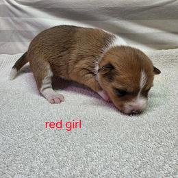 Dior - Red and white female Basenji puppy in Caldwell, Texas from Becker's Basenjis