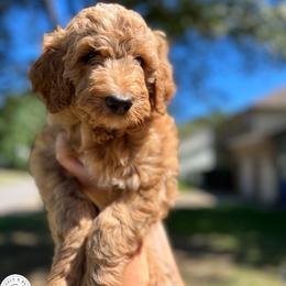 Reese’s - Navy Blue Boy - Apricot Goldendoodle puppy in Virginia from Beach and Bay Dog Co