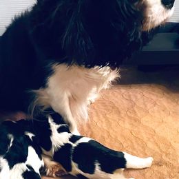 Bernedoodles, Cavalier King Charles Spaniels, Cavapoos, and Goldendoodles from Abidoodles