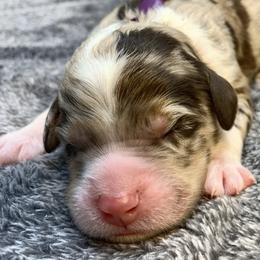 Ciara - Chocolate merle female Bernedoodle puppy in New Ringgold, Pennsylvania from Hawk Mountain Doodles