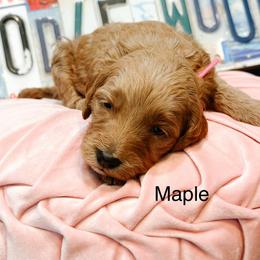 Maple - Red  female Goldendoodle puppy in Pasco, Washington from Camp Doodle Woods