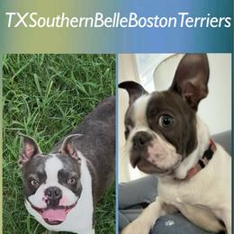 Piper - Boston Terrier