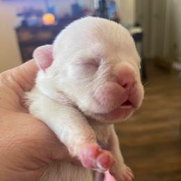 Beth - White female Bulldog puppy in Seneca, South Carolina from Burrell’s Bulldog Kingdom