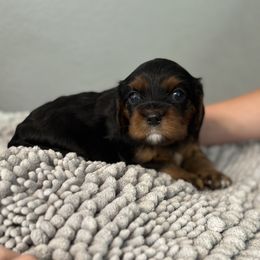 Snoopy - Black and tan Cavalier King Charles Spaniel puppy in Lambertville, Michigan from Dream Dog LLC