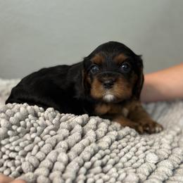 Snoopy - Black and tan Cavalier King Charles Spaniel puppy in Lambertville, Michigan from Dream Dog LLC
