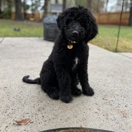 Goldendoodle Puppies from Barn House Doodles