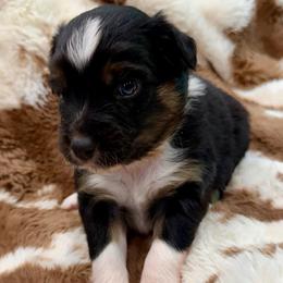 Yellow collar - Black tri-color female Aussiedoodle puppy in 32046, Florida from River Hill Ranch