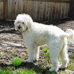 Abbey - Goldendoodle