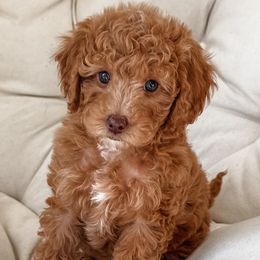 Goldendoodles and Poodles from Daphne's Dozen