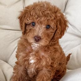 Goldendoodles and Poodles from Daphne's Dozen