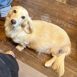 Coco - Dachshund