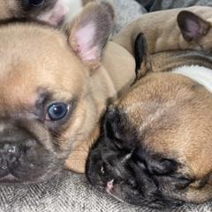 French Bulldogs from Central Frenchies