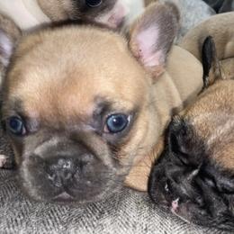 French Bulldogs from Central Frenchies