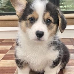 Boy 3 - Black and tan male Pembroke Welsh Corgi puppy in Solano County, California from Early Spring Corgis
