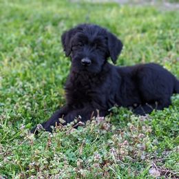Giant Schnauzer Puppies from Riesenschnauzers von Reh Bach