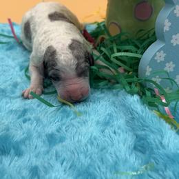 Gavin - Blue merle male Sheepadoodle puppy in Willacoochee, Georgia from Kitandkboodle's Doodles
