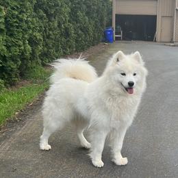 Samoyed puppies from White Cloud Samoyeds