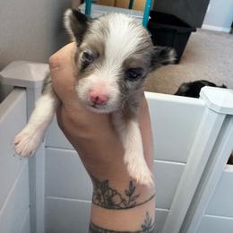 Cobain - Blue merle male Miniature Australian Shepherd puppy in Reno, Nevada from Battle Born Mini Aussies