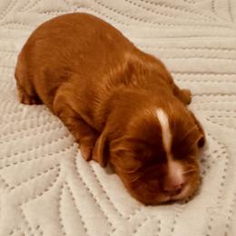 Capri - Ruby female Cavalier King Charles Spaniel puppy in Mount Dora, Fl, Florida from Breezy Palms Cavaliers