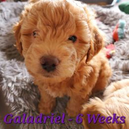 Aussiedoodle and Bernedoodle Puppies from Color Country Doodles