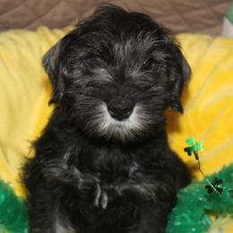 Yakor Milo - Black and silver male Miniature Schnauzer puppy in Ogema, Minnesota from Belinda Donley's Miniature Schnauzer