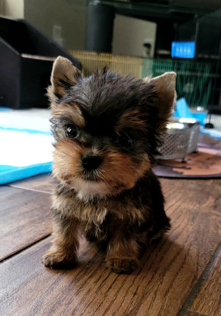 Maltese, Morkies, and Yorkshire Terriers from K and E Small Breed Puppies