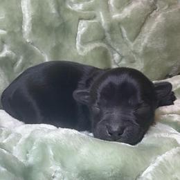 Angel - Blue and gold male Yorkshire Terrier puppy in Los Angeles, California from 818 Yorkies