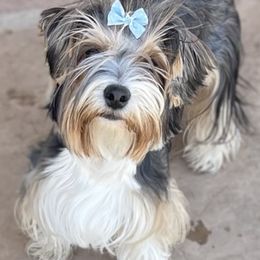 Little Miss S’more - Yorkshire Terrier