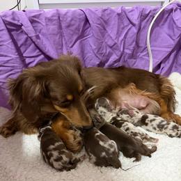Boy 4 - Dapple male Dachshund puppy in Clewiston, Florida from Redlands Farm