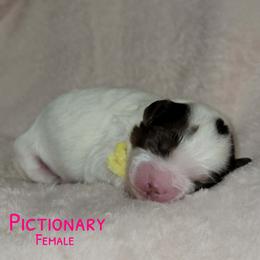 Pictionary - Tri-color female Australian Labradoodle puppy in Beecher, Illinois from Erica’s Doodles