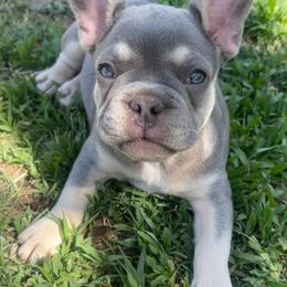 French Bulldogs from Mata’s puppies