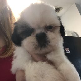 Shih Tzu Puppies from All That