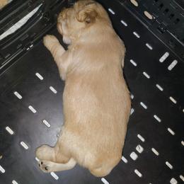 Cream girl - Biscuit female Pekingese puppy in Winter Haven, Florida from Polk County Peekapoos