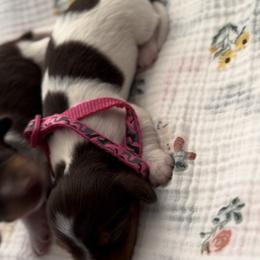 Lady - Piebald female Dachshund puppy in Staley, North Carolina from Langley Farms Dachshunds