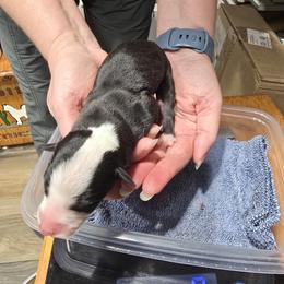 Daisy - White and black female Whippet puppy in Alvin, Texas from Pecan Grove Akitas & Whippets